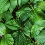Poison Ivy